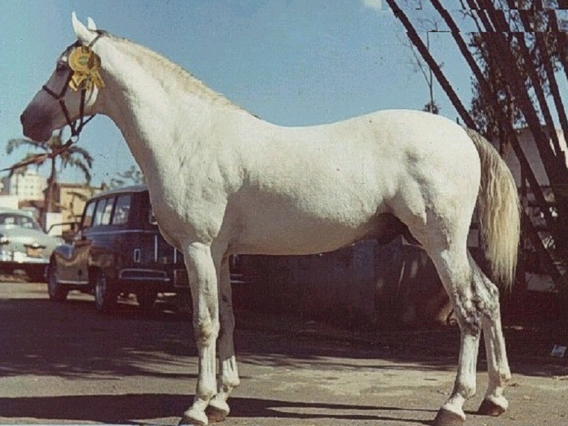 imagem cavalo Providencia Itu