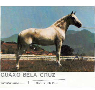 imagem cavalo Guaxo Bela Cruz