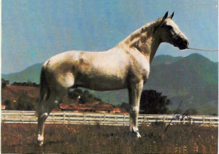 imagem cavalo Guaxo Bela Cruz