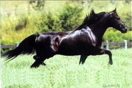 imagem cavalo Quindim A.J.