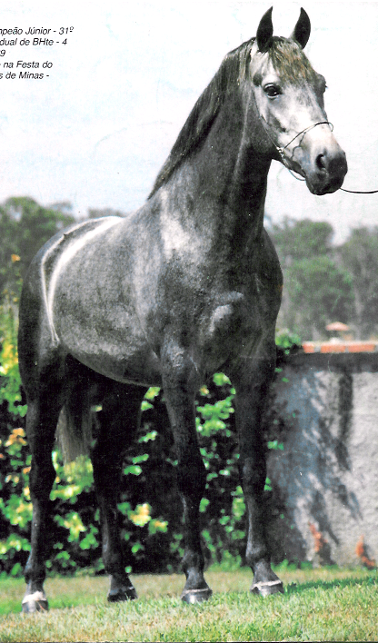 imagem cavalo Guinu da Santa Terezinha