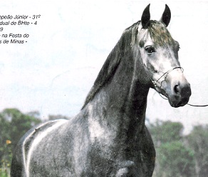 imagem cavalo Guinu da Santa Terezinha