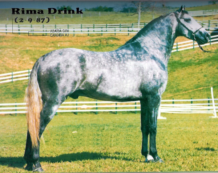 imagem cavalo Rima Drink