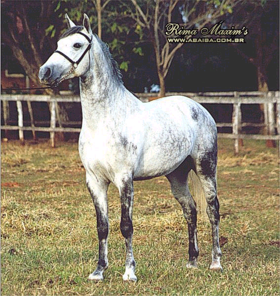 imagem cavalo Rima Maxims