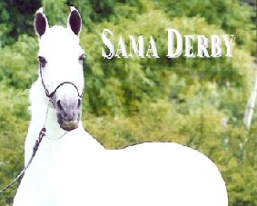 imagem cavalo Sama Derby