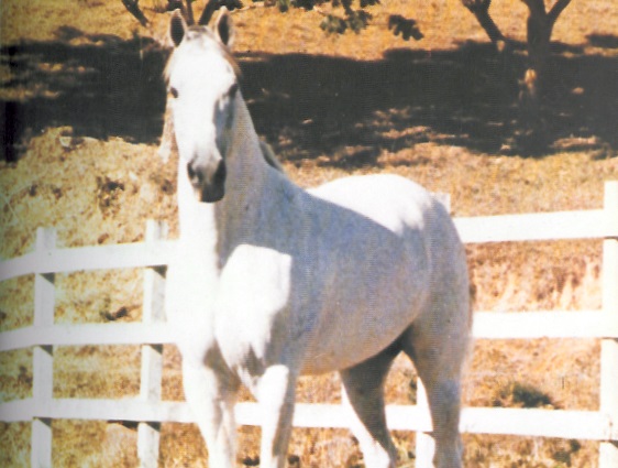 imagem cavalo Sambaqui Tabatinga