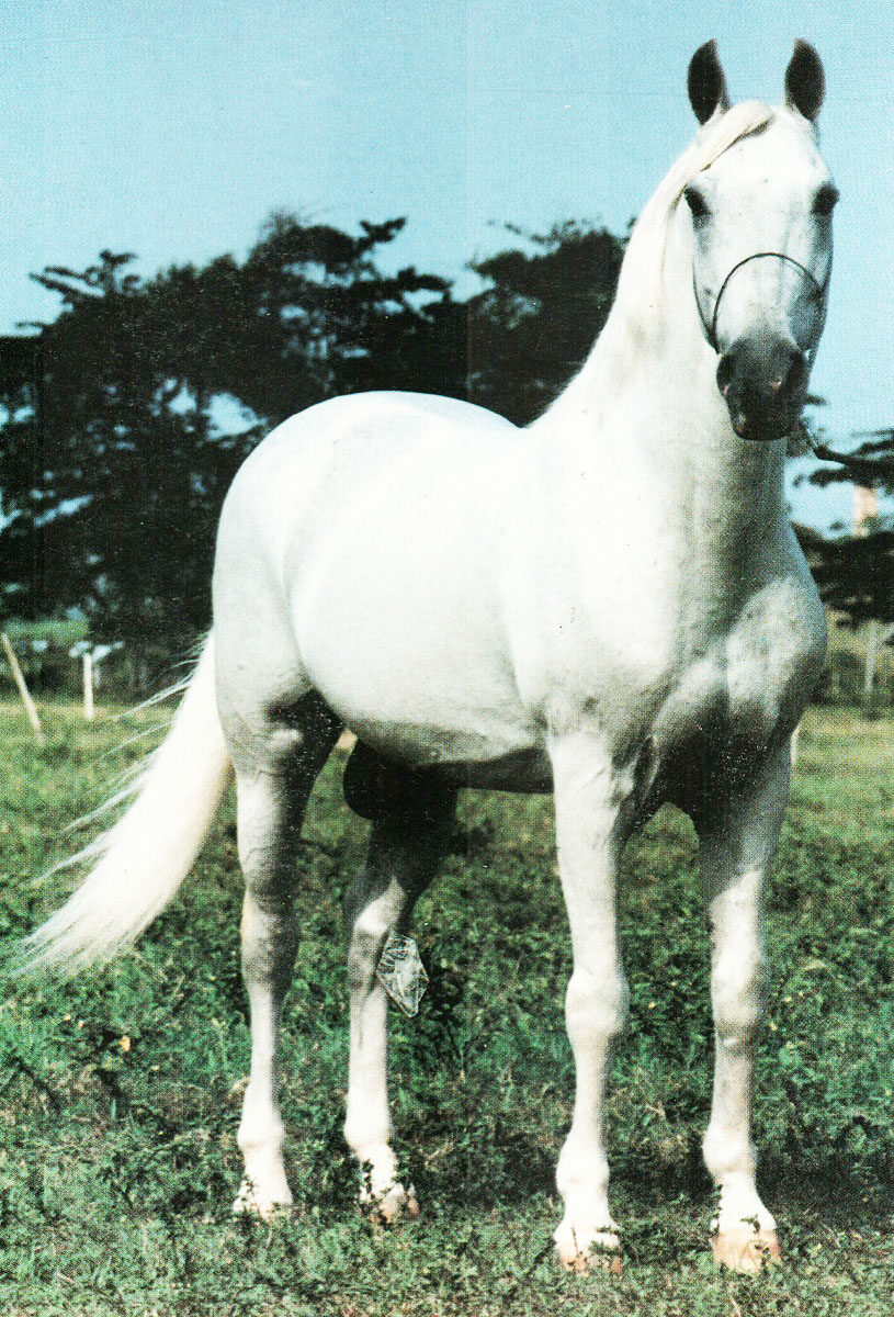 imagem cavalo Sancho Tabatinga