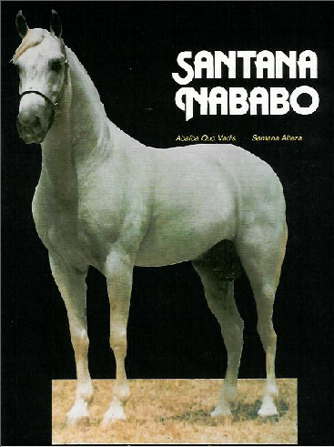 imagem cavalo Santana Nababo