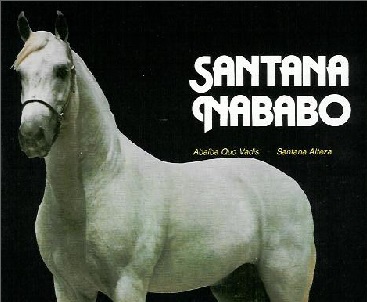 imagem cavalo Santana Nababo