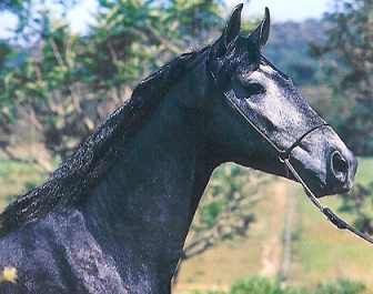 imagem cavalo Shalon H.O.