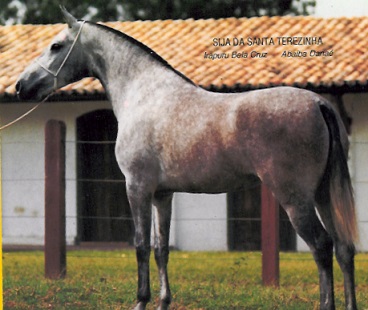 imagem gua Sija da Santa Terezinha