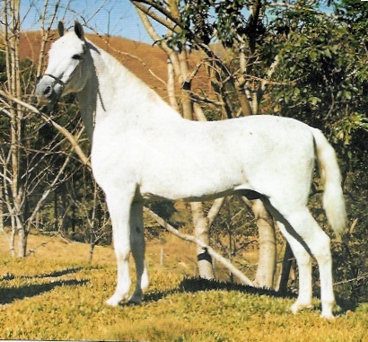 imagem cavalo Patrimnio de Santa Lcia - Sururu