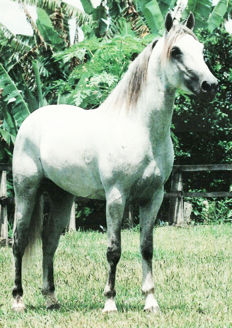 imagem cavalo Tabatinga pico