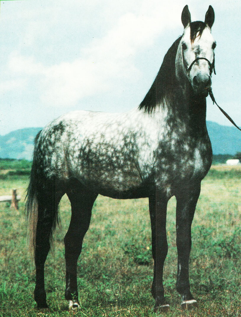 imagem cavalo Tabatinga Jalapo