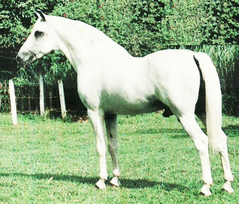 imagem cavalo Tabatinga Maroto