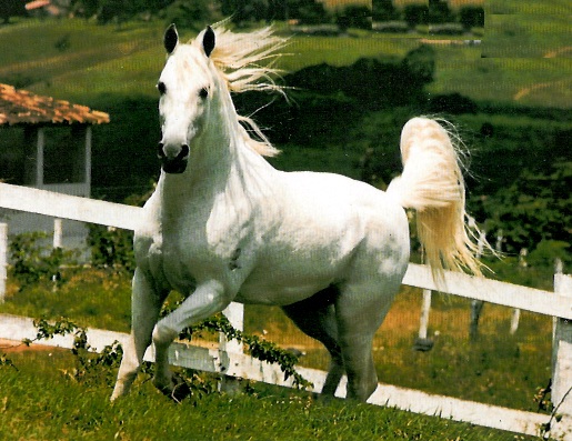 imagem cavalo Tabatinga Modelo