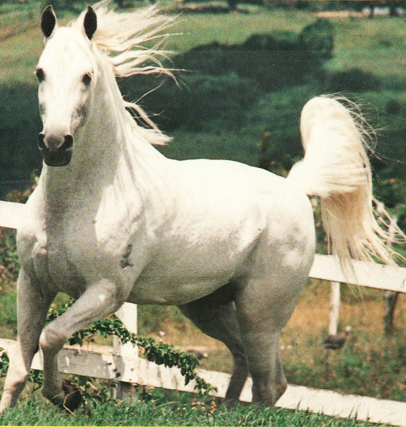 imagem cavalo Tabatinga Modelo