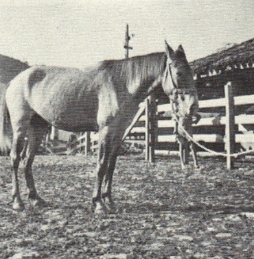 imagem cavalo Tabatinga Nero