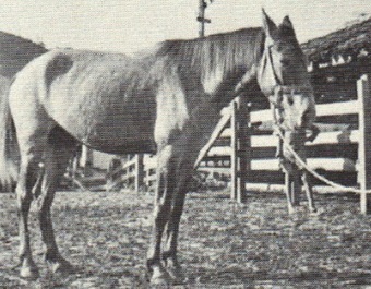 imagem cavalo Tabatinga Nero