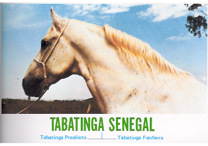 imagem cavalo Tabatinga Senegal