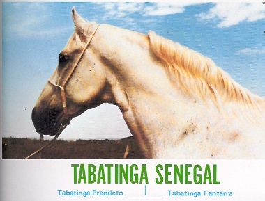 imagem cavalo Tabatinga Senegal