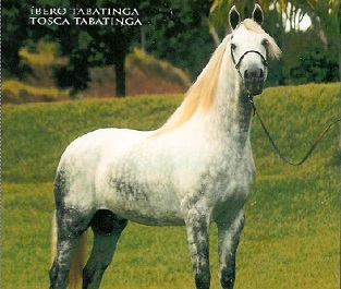 imagem cavalo Tabatinga Tobero