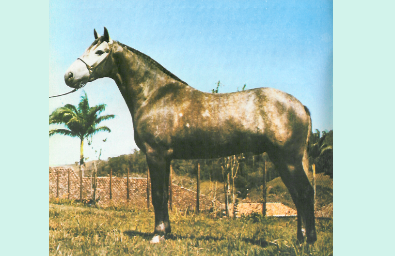 imagem cavalo Tabatinga Ultimato