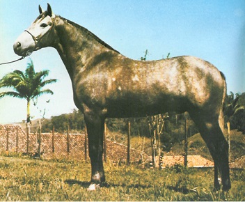 imagem cavalo Tabatinga Ultimato