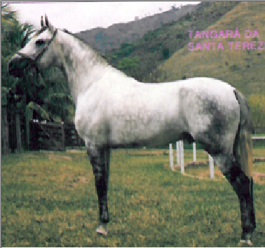 imagem cavalo Tangar da Santa Terezinha