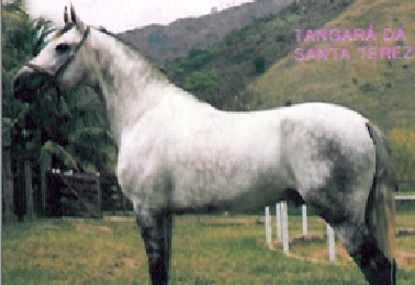 imagem cavalo Tangar da Santa Terezinha