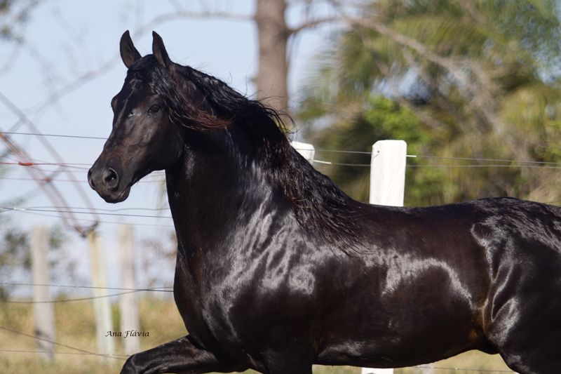 imagem cavalo Traituba Ximango