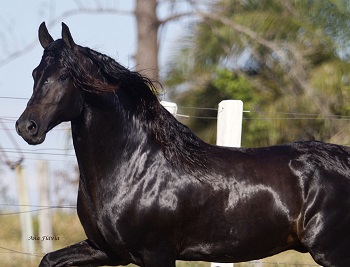 imagem cavalo Traituba Ximango