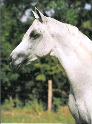 imagem cavalo Ulano do Granito