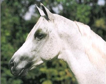 imagem cavalo Ulano do Granito