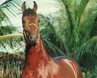 imagem cavalo Urnio IZ km 47