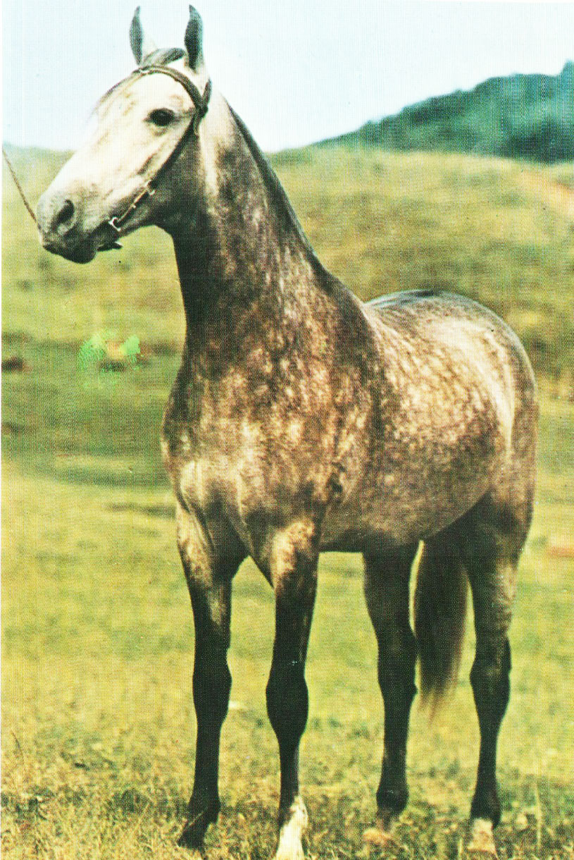 imagem cavalo Uruguai do Granito