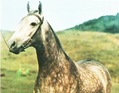 imagem cavalo Uruguai do Granito