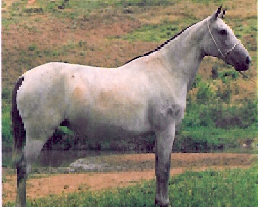 imagem gua Uyra da Santa Terezinha