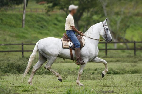 imagem cavalo Veleiro L.J.