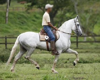 imagem cavalo Veleiro L.J.