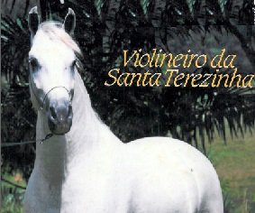 imagem cavalo Violineiro da Santa Terezinha 