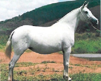 imagem gua Zabel da Santa Terezinha