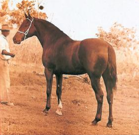 imagem cavalo Zinabre de Passa Tempo